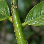 Kako ovog proljeća u jednoj večeri spasiti limun od insekata kako-ovog-proljeca-u-jednoj-veceri-spasiti-limun-od-insekata.png