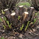 Kako pomoću proljetne rezidbe natjerati ribiz da proizvede dvostruko više bobica kako-pomocu-proljetne-rezidbe-natjerati-ribiz-da-proizvede-dvostruko-vise.png