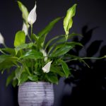 Kako ponovno procvjetati spathiphyllum: 4 glavna pravila Kako ponovno procvjetati spathiphyllum: 4 glavna pravila