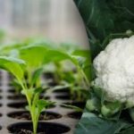 Kako pravilno sijati kupus za sadnice - vrijeme i važne