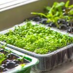 Kako probuditi žetvu: u što potopiti sjeme kako ne biste