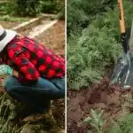 Kako razumjeti da tlo u vrtu "umire": pet znakova upozorenja Kako razumjeti da tlo u vrtu "umire": pet znakova upozorenja