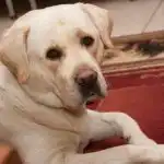 Kako se brinuti za stariju mačku ili psa: veterinari o promjenama vezanim uz dob kako-se-brinuti-za-stariju-macku-ili-psa-veterinari-o.jpg