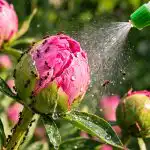 Kako se jednostavnim kućnim lijekom zauvijek riješiti mrava s pupoljaka božura kako-se-jednostavnim-kucnim-lijekom-zauvijek-rijesiti-mrava-s-pupoljaka.png