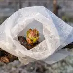 Kako spasiti berbu grožđa ako proljetni mraz uništi pupoljke kako-spasiti-berbu-grozda-ako-proljetni-mraz-unisti-pupoljke.png