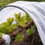 kako-spasiti-berbu-grozda-od-ponovljenih-mrazeva-u-proljece.png