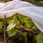 kako-spasiti-grozde-od-proljetnih-mrazeva-i-ne-ostati-bez.png