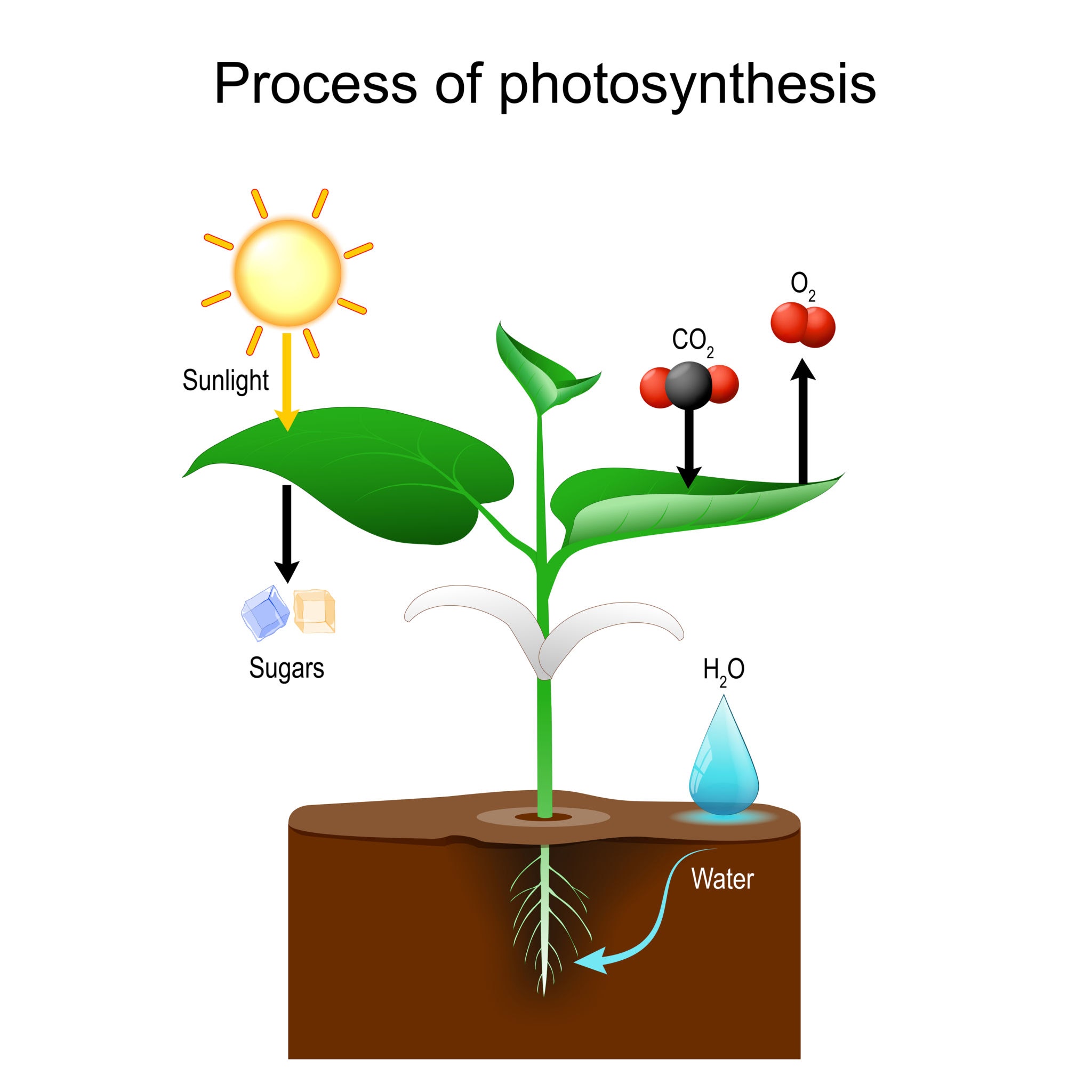 proces fotosinteze u sadnicama, do AI tạo