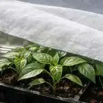 kako-spasiti-sadnice-paprike-od-podmuklog-proljetnog-sunca.png