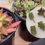 Kako spriječiti rastezanje sukulenata prema gore: kako i kada orezati Kako spriječiti rastezanje sukulenata prema gore: kako i kada orezati