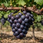 kako-stipanje-grozda-pretvara-krhke-grmove-u-izvor-elitne-berbe.png
