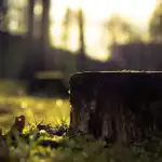 Kako ukloniti panj bez lopate ili opreme: jednostavna metoda za