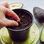 Kako uzgajati avokado na prozorskoj dasci: upute korak po korak