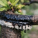 Katran će zauvijek spasiti vašu šljivu od invazije lisnih uši katran-ce-zauvijek-spasiti-vasu-sljivu-od-invazije-lisnih-usi.png