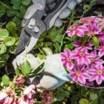 Koje biljke svakako treba orezati u travnju: vrtlar je naveo