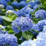 Kraljice sjenovitog vrta: 4 biljke koje će ukrasiti zasjenjeni kutak