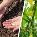 Krastavci će brzo niknuti i neće se razboljeti: u što potopiti sjeme prije sadnje Krastavci će brzo niknuti i neće se razboljeti: u što