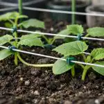 Krastavci padaju na tlo preko noći i kako to izbjeći jednostavnom metodom krastavci-padaju-na-tlo-preko-noci-i-kako-to-izbjeci.png