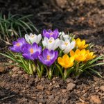 krokusi-odbijaju-cvjetati-u-sjeni-zbog-jedne-kriticne-pogreske-vrtlara.png