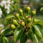 Kruška će biti puna žetve nakon ovog proljetnog trika kruska-ce-biti-puna-zetve-nakon-ovog-proljetnog-trika.png