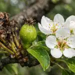 Kruška će biti puna žetve nakon uklanjanja ovih skrivenih proljetnih bolesti kruska-ce-biti-puna-zetve-nakon-uklanjanja-ovih-skrivenih-proljetnih.png