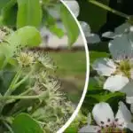 Lijepo izgleda, ali postoji caka: koje drvo ne treba posaditi