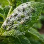 Lisne uši će nestati u jednom tretmanu običnim sapunom lisne-usi-ce-nestati-u-jednom-tretmanu-obicnim-sapunom.png