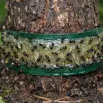 Lisne uši na viburnumu zauvijek će nestati nakon jednog proljetnog tretmana lisne-usi-na-viburnumu-zauvijek-ce-nestati-nakon-jednog-proljetnog.png