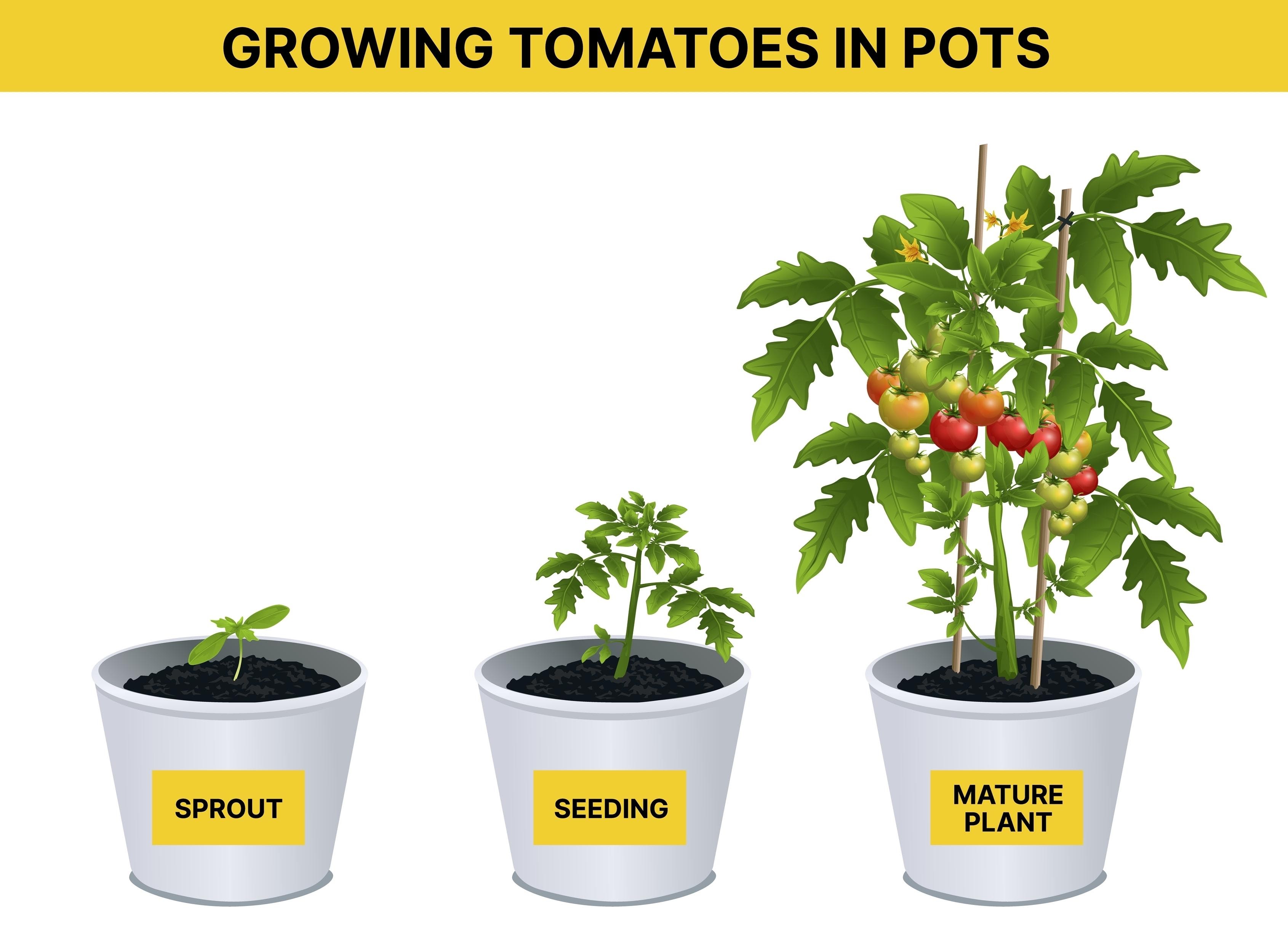 nedostatak fosfora u sadnicama rajčice, do AI tạo