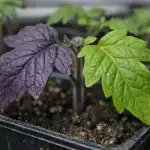 Ljubičasto lišće rajčice više nije problem nakon jednog jednostavnog koraka ljubicasto-lisce-rajcice-vise-nije-problem-nakon-jednog-jednostavnog-koraka.png