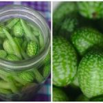 Mini lubenice u vrtu: kako uzgajati meksički krastavac i koja