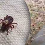 Možete zaboraviti na krpelje: vrtlari su otkrili tajnu što saditi