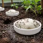 Mravi će nakon jednog proljetnog zalijevanja zauvijek napustiti staklenik mravi-ce-nakon-jednog-proljetnog-zalijevanja-zauvijek-napustiti-staklenik.png