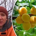 Mrazevi nemaju nikakve veze s tim: što zapravo uništava berbu