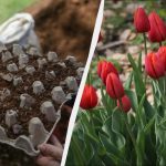 Mudri vrtlari posadili su tulipane u posude za jaja: cvjetnjak