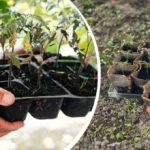 Ne boje se mraza: koje povrće, drveće i cvijeće možete