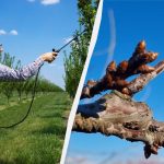 Ne morate brinuti o štetočinama do kraja sezone: kako sada