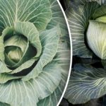 Ne možete računati na puno: što ne smijete saditi u