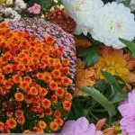 Ne samo ruže: koje je cvijeće najbolje za online poslovanje