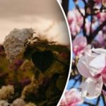 O cvatnji ne možete ni sanjati: 5 biljaka koje se