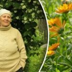 Od lisnih uši, pa čak i koloradske zlatice: koji cvijet posaditi u vrtu protiv štetnika Od lisnih uši, pa čak i koloradske zlatice: koji cvijet