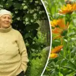 Od lisnih uši, pa čak i koloradske zlatice: koji cvijet