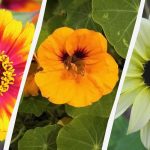 Od sjemena do pupoljaka za 45 dana: koje cvijeće najbrže