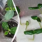 Oni će niknuti brže od svih svojih susjeda: 5 načina