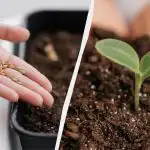 Oni će niknuti za tjedan dana: kako pravilno klijati sjemenke