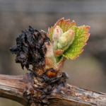 Opasne faze za vinovu lozu opasne-faze-za-vinovu-lozu.png