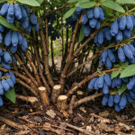 Orlovi nokti će biti ispunjeni bobicama ako se izvrši pravilno proljetno obrezivanje. orlovi-nokti-ce-biti-ispunjeni-bobicama-ako-se-izvrsi-pravilno.png