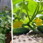 Ovi usjevi će zaštititi krastavce od štetnika i užarenog sunca: