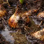 Podmukla zamka za lukovice ili zašto vam višak vode uskraćuje cvijeće podmukla-zamka-za-lukovice-ili-zasto-vam-visak-vode-uskracuje.png