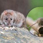 Postat će magnet za sve glodavce: što ne staviti u vrt u proljeće Postat će magnet za sve glodavce: što ne staviti u